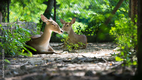 image of deer in a zoo