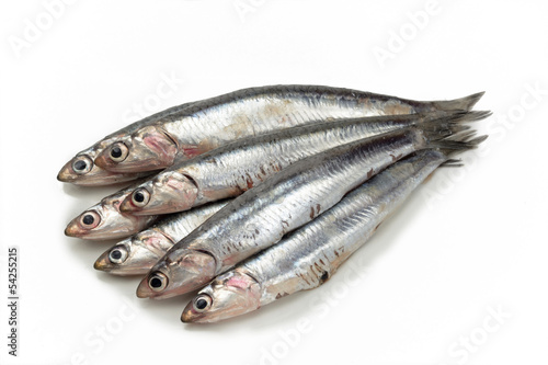 Anchoas frescas o crudas