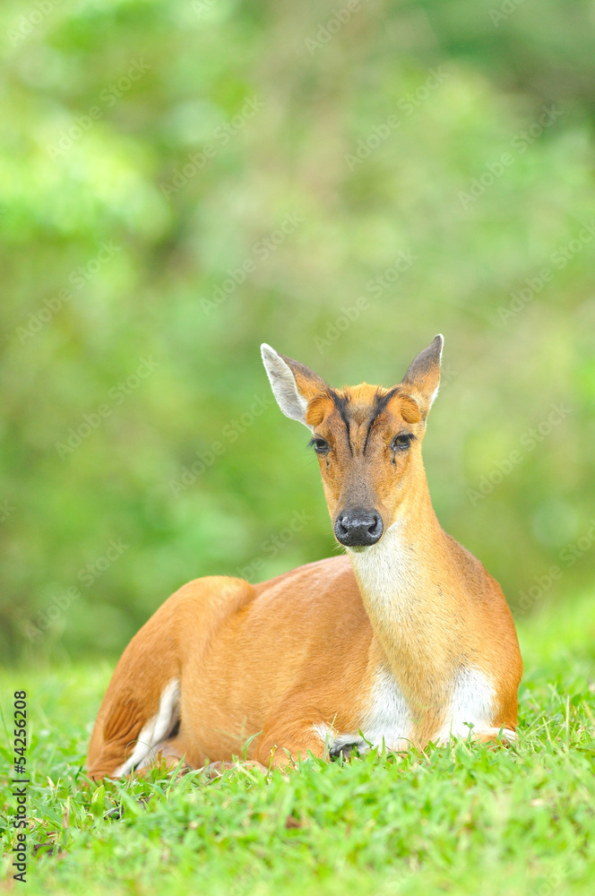 Barking Deer or Muntjac at Khao Yai national park, Thailand Barking Deer or Muntjac at Khao Yai national park, Thailand