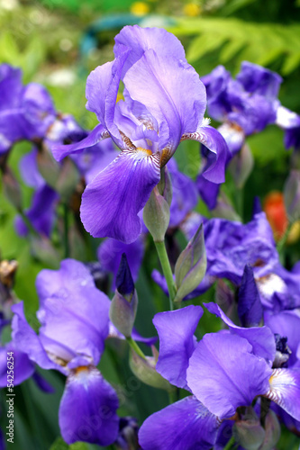 Purple irises blossoming in a garden