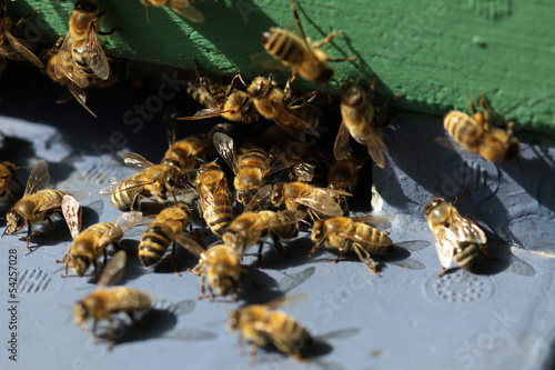 Honigbienen photo