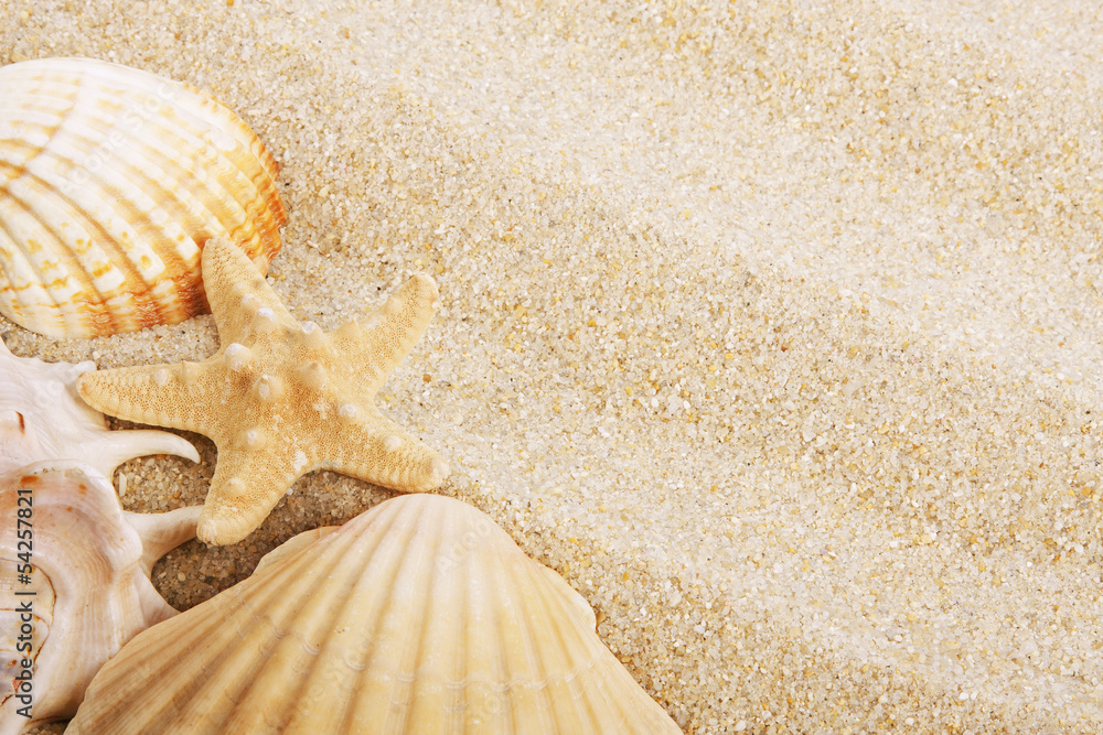 fondo de arena de la playa y conchas Stock Photo | Adobe Stock