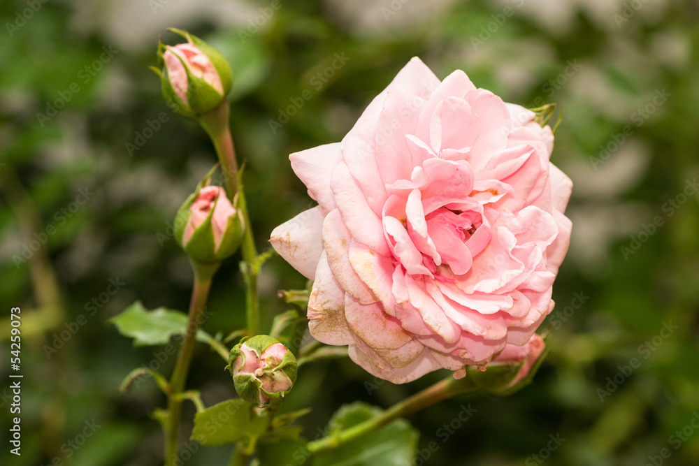 Pink Roses on a bush in a garden Pink Roses on a bush in a garden