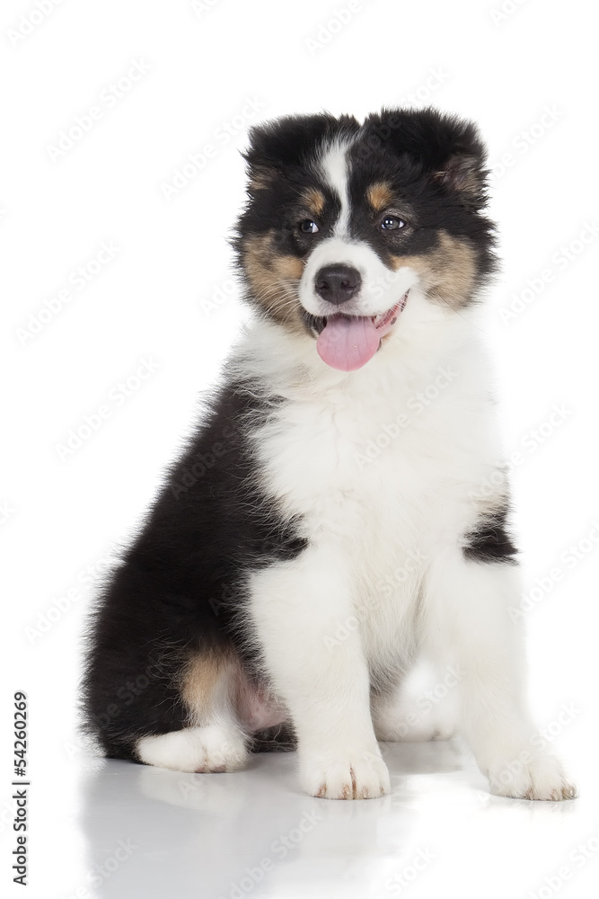 Australian Shepherd puppy on white background