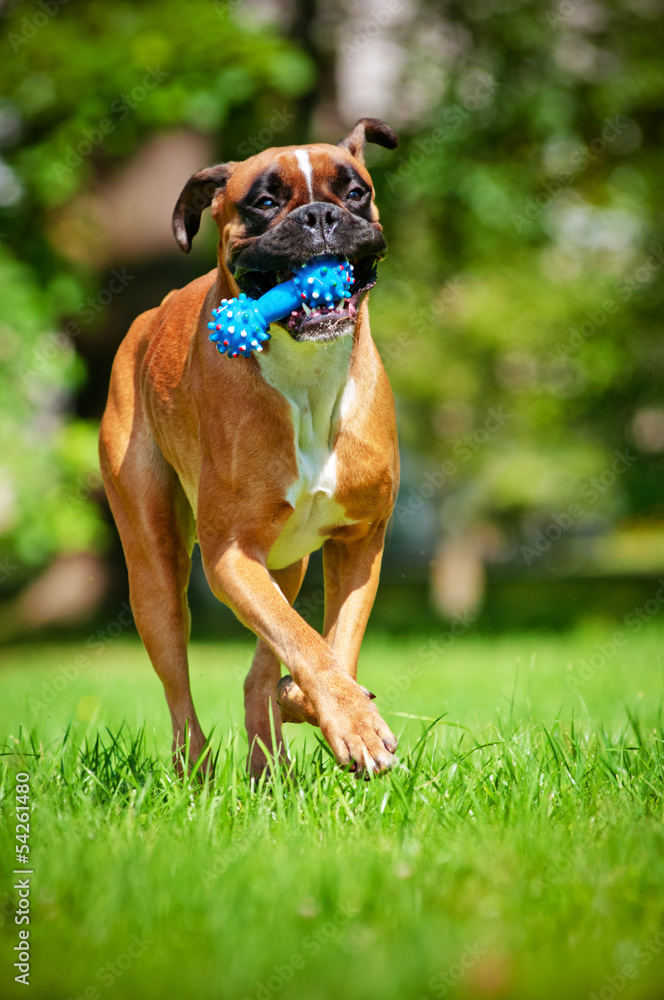 german boxer dog playing with a toy