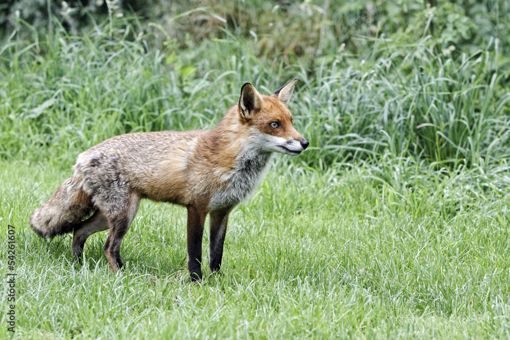 Red fox, Vulpes vulpes Red fox, Vulpes vulpes