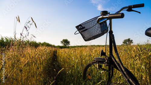 bicycle in cornfield