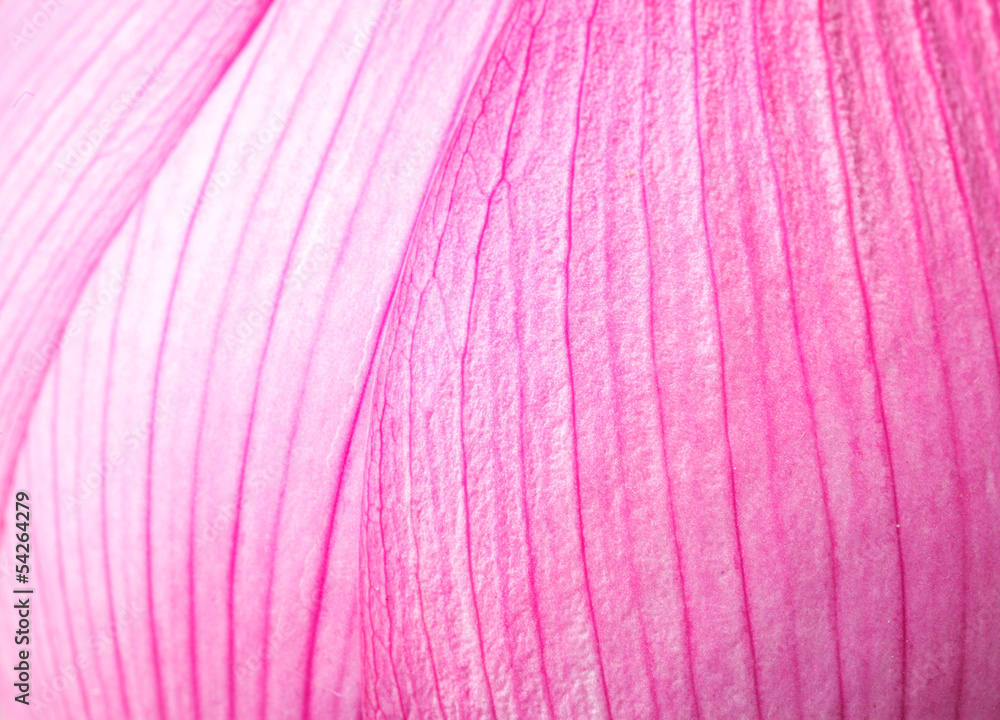 Foto auf Acrylglas mit Rosa Lotusblütenblatt hautnah #54264279
