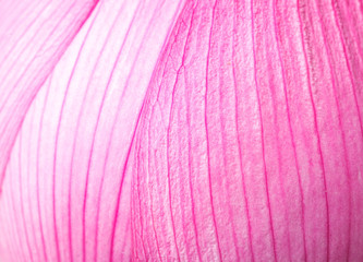 Papier peint photo Fleur de lotus Pétale de lotus rose en macro  © leungchopan