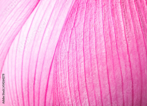 Obraz na plátne Pink lotus petal close up