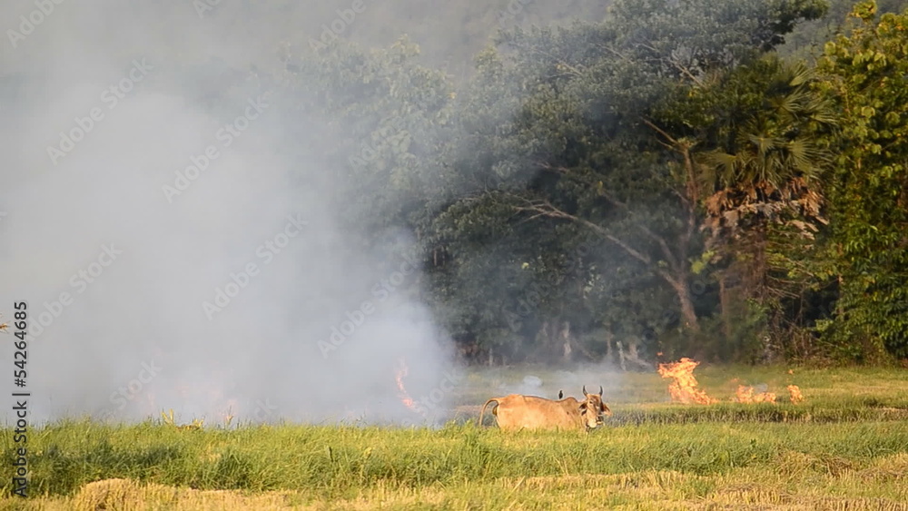 fire burning rice straw in countryside field fire burning rice straw in countryside field