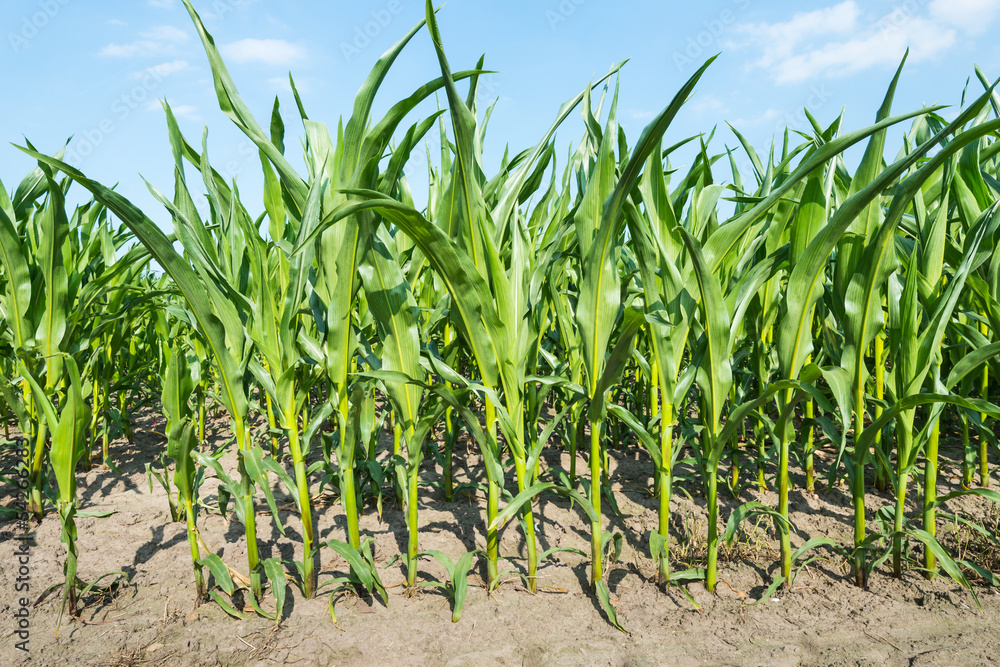 Closeup of growing maize in summer Closeup of growing maize in summer