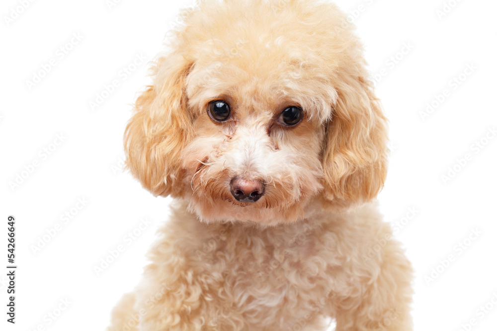 Dog poodle isolated on white background Dog poodle isolated on white background