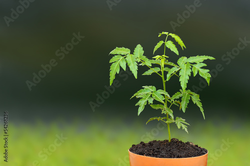 Young siamese neem sprout seed on plant pot.