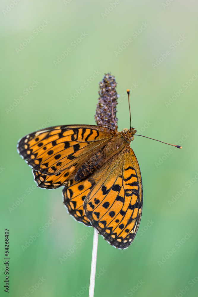 Obraz premium Dark Green Fritillary
