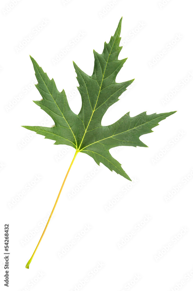 Fototapeta premium A green Maple tree leaf isolated on white background