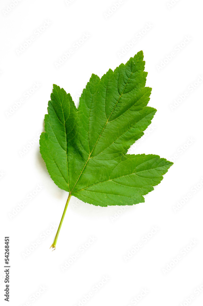 Fototapeta premium Green Viburnum leaf on white background isolated on white background