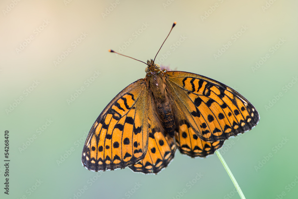 Obraz premium Dark Green Fritillary