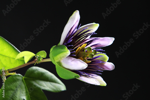 Passionsblume - Passiflora photo