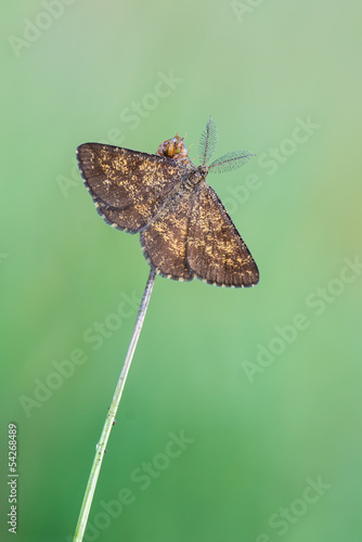 Common Heath photo