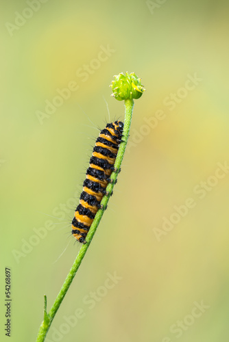 Caterpillar of Tyria jacobaeae © Marek R. Swadzba