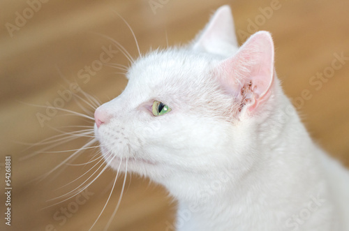 Portrait of white cute cat indoors