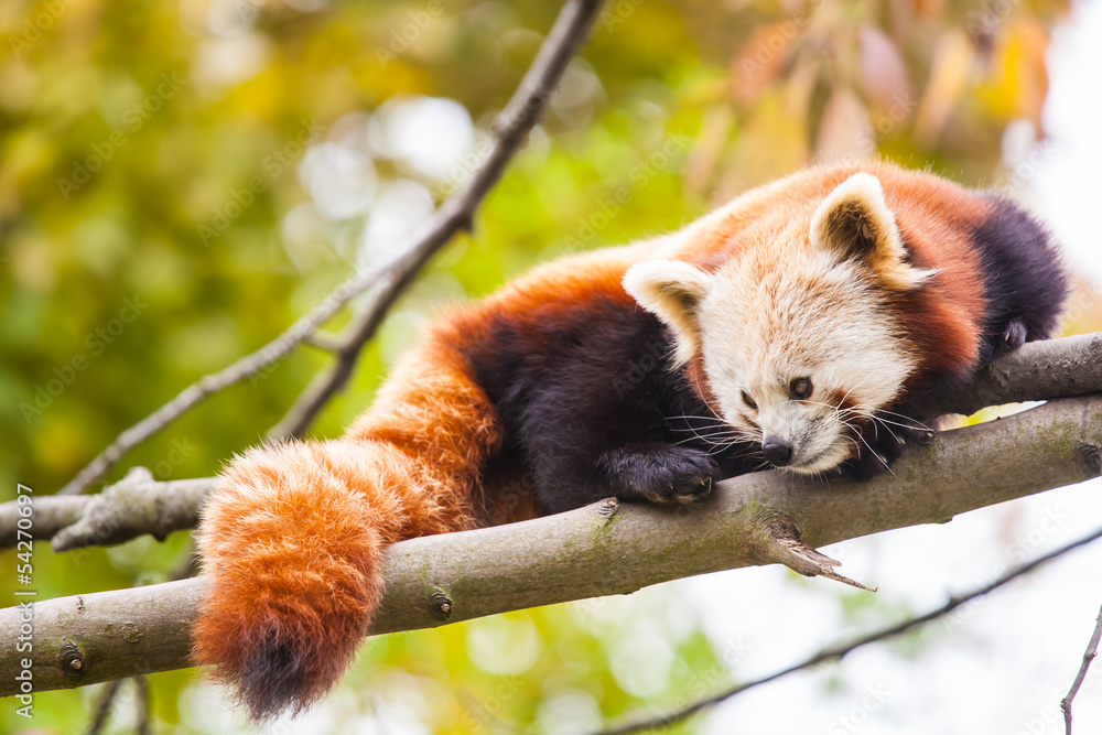 Fototapeta premium little red panda
