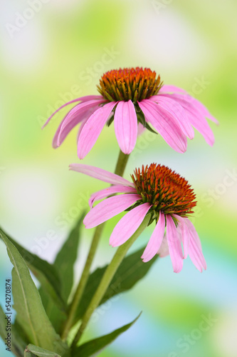 Fototapeta Naklejka Na Ścianę i Meble -  Echinacea flowers, outdoors