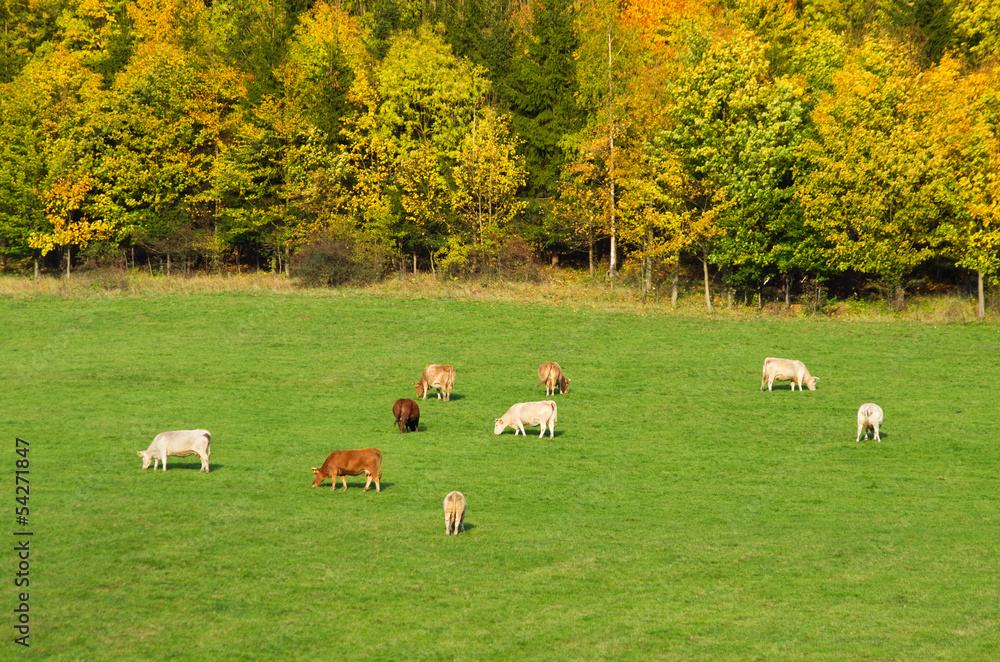 Autumn landscape with grazing cattle Autumn landscape with grazing cattle