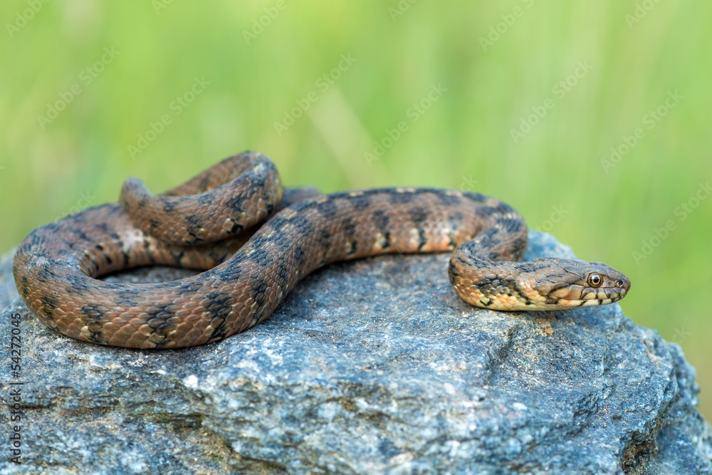 Naklejka premium Natrix maura