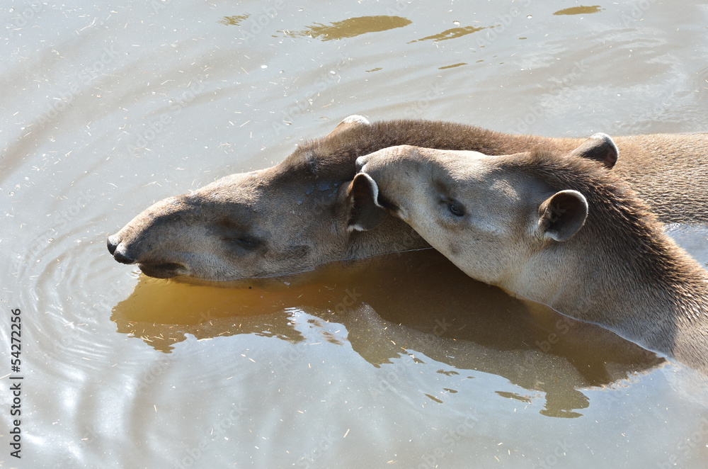 Obraz premium two tapirs swimming