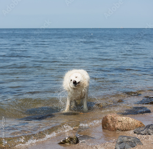 White swiss shepherd coming out of the water © Kruwt