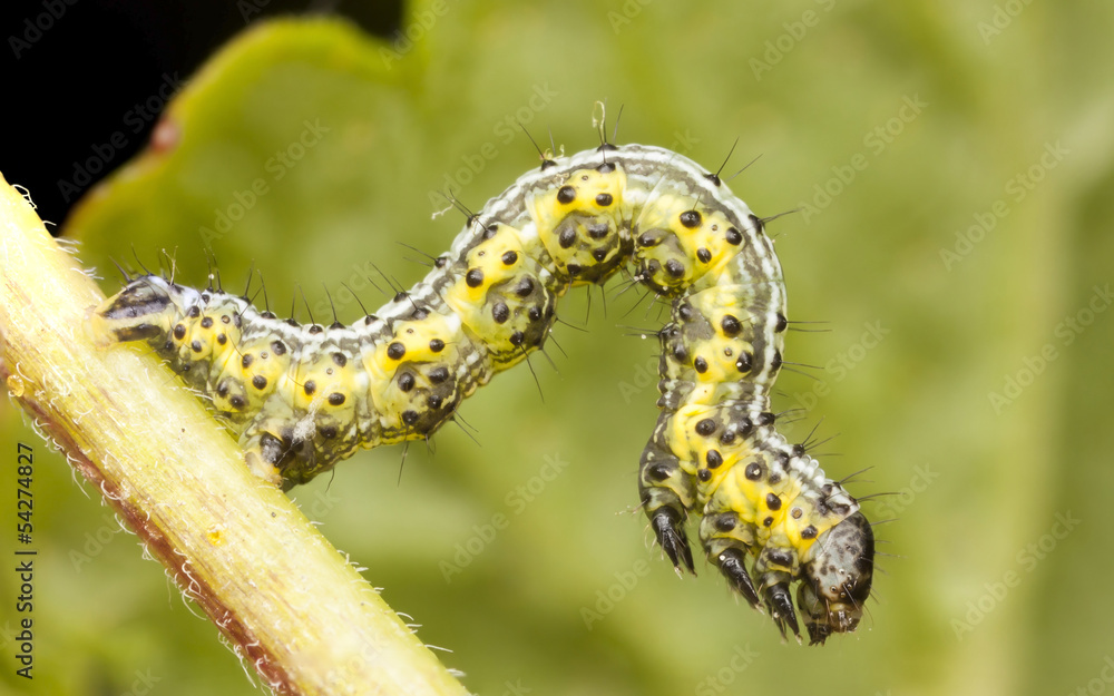 Yellowish and greenish larva or caterpillar Yellowish and greenish larva or caterpillar