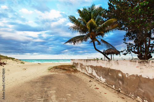 palms on the beach