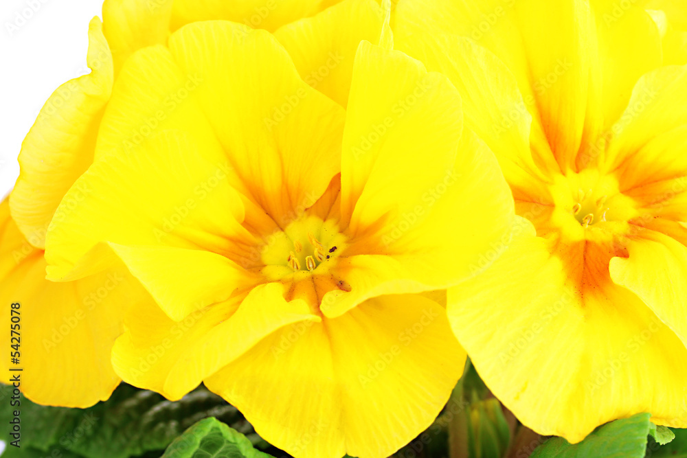 Beautiful yellow primula close up Beautiful yellow primula close up