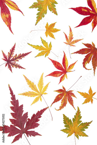 Autumn maple leaves