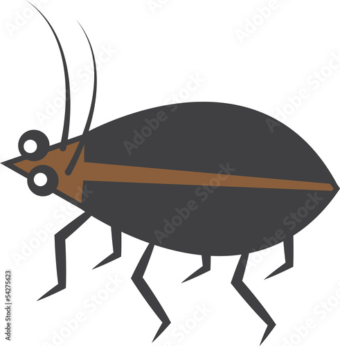 Isolated brown and black beetle