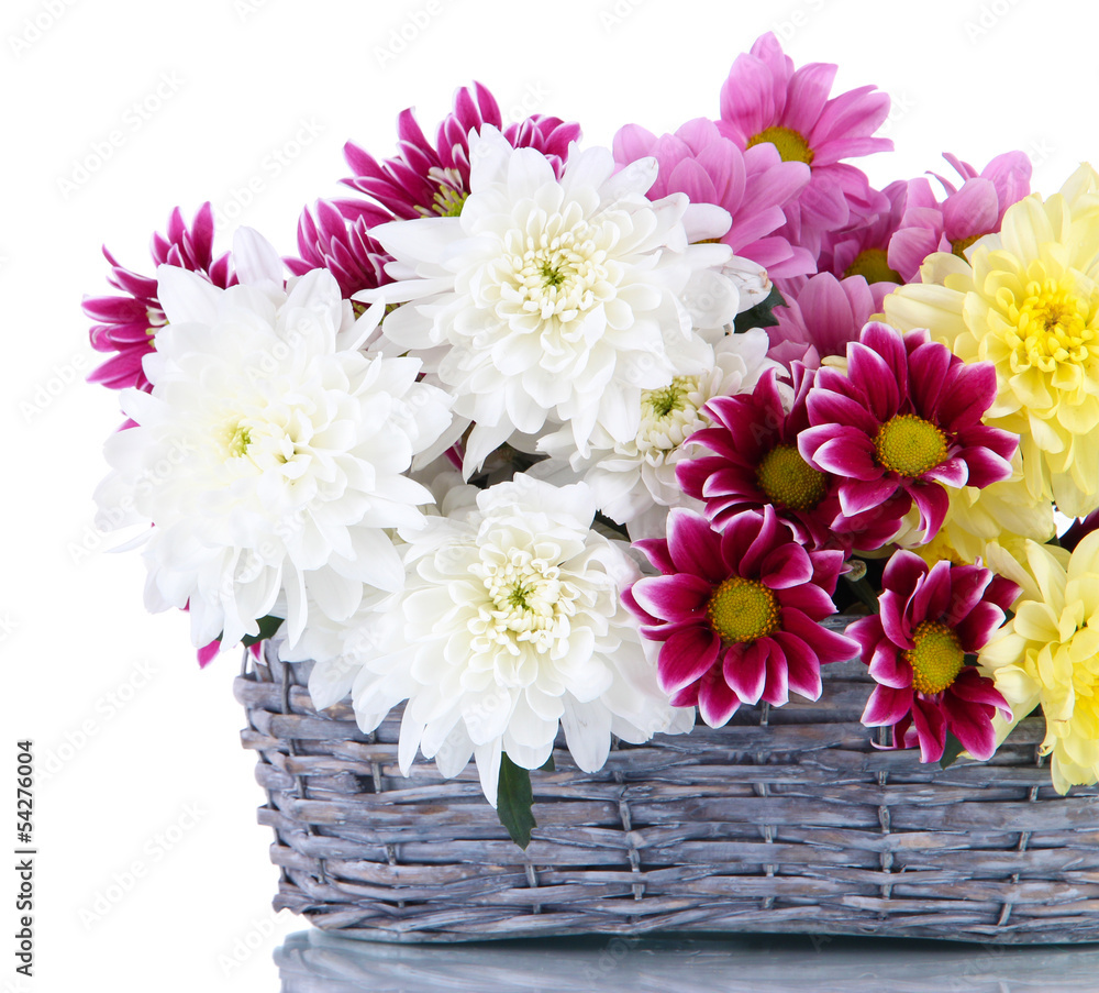 Bouquet of beautiful chrysanthemums in wicker basket isolated