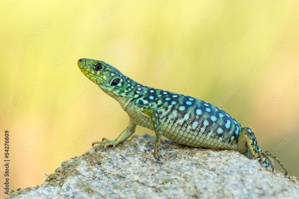 Naklejka premium Timon lepidus