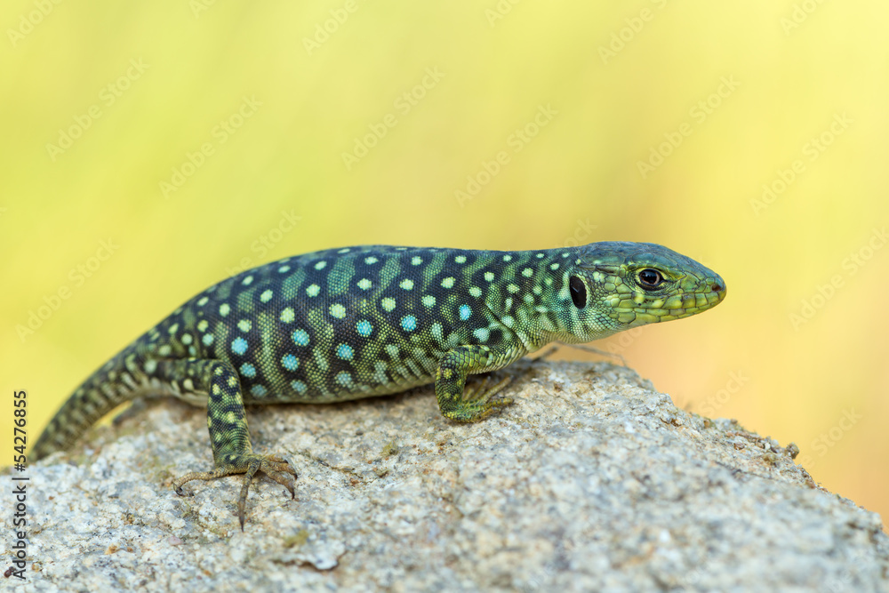 Naklejka premium Timon lepidus