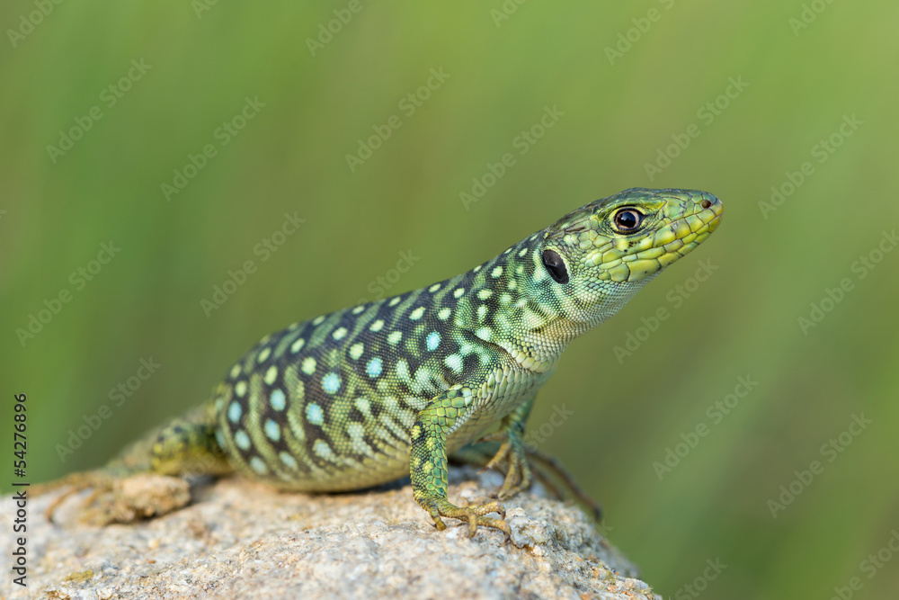 Fototapeta premium Timon lepidus