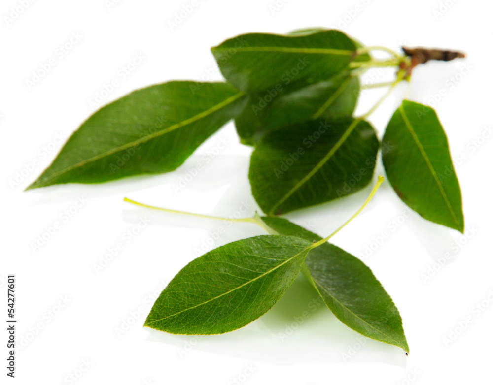 Green leaves isolated on white Green leaves isolated on white