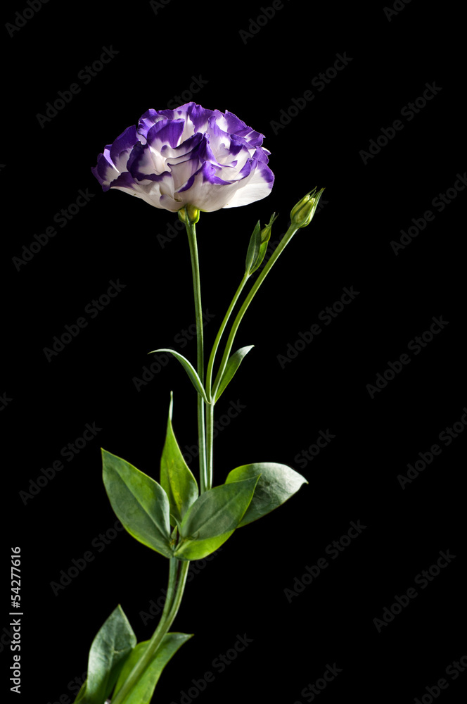 Eustoma Eustoma