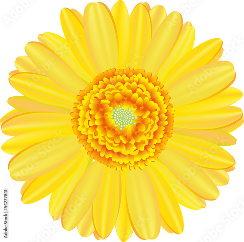 Fototapeta Naklejka Na Ścianę i Meble -  Gerbera flower.