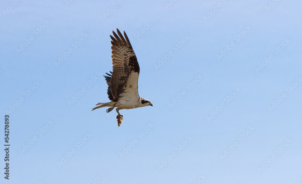 Obraz premium osprey