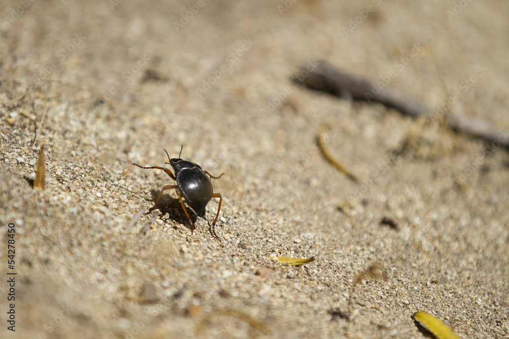 Insecto caminando sobre playa