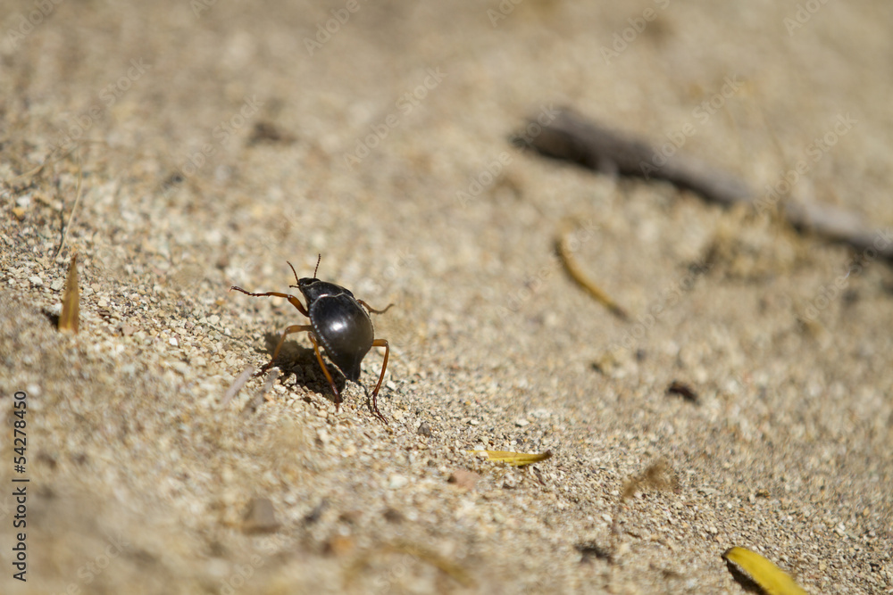 Insecto caminando sobre playa Insecto caminando sobre playa