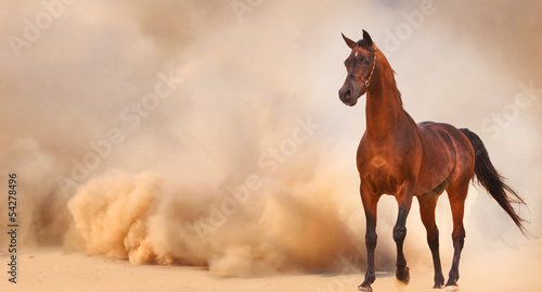 Fototapeta Naklejka Na Ścianę i Meble -  Arabian horse running out of the Desert Storm