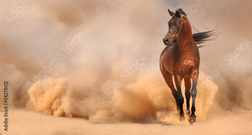 Arabian horse running out of the Desert Storm #54278612