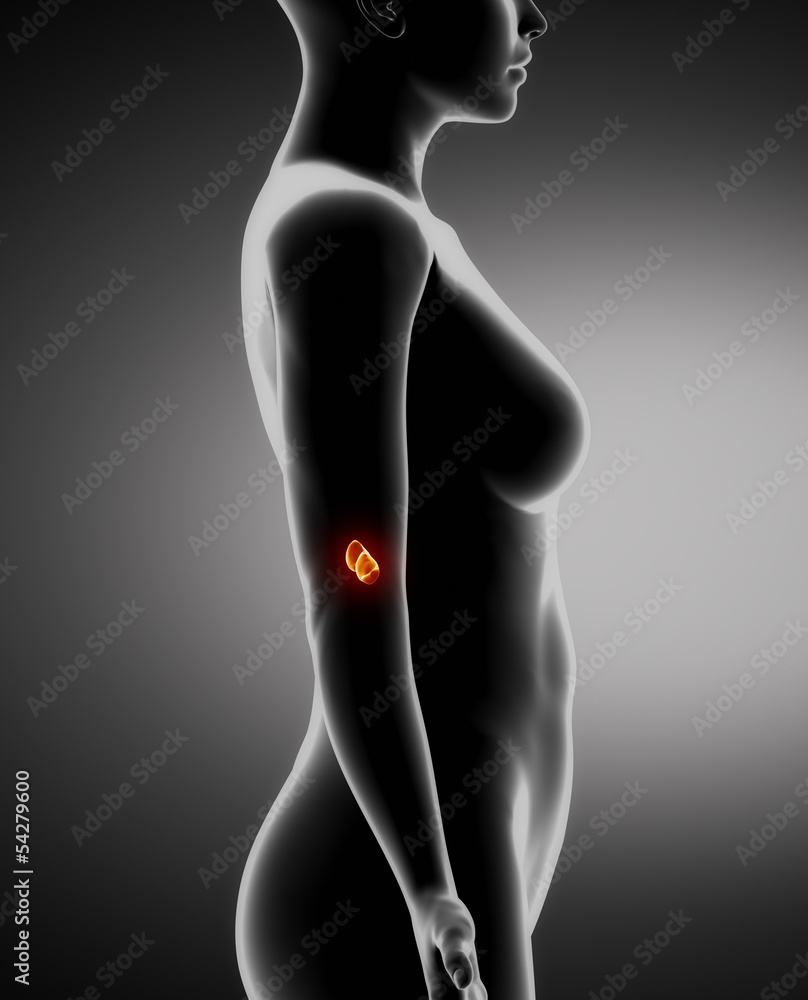 Naklejka premium Female ADRENAL anatomy x-ray left view